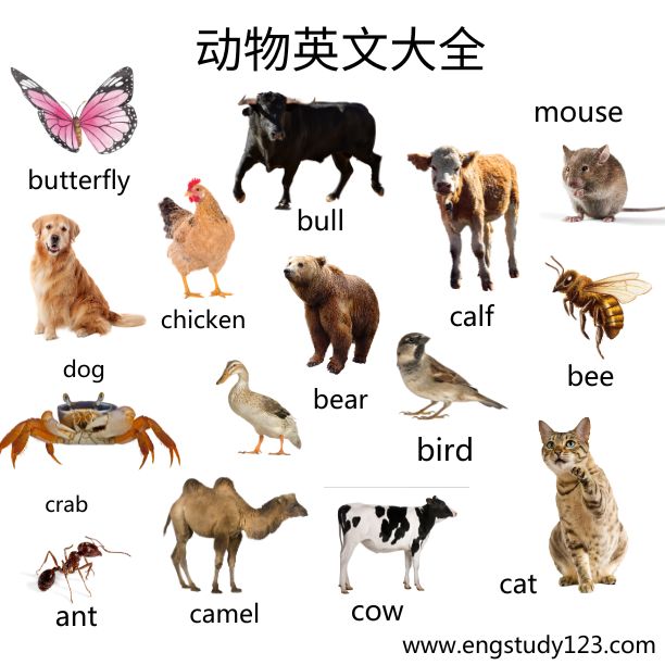 动物英文 - 英文单词学习 - 动物英文大全 - engstudy123