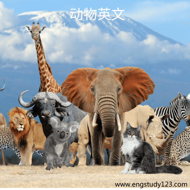 动物英文 - 英文单词学习 - 动物英文大全 - engstudy123