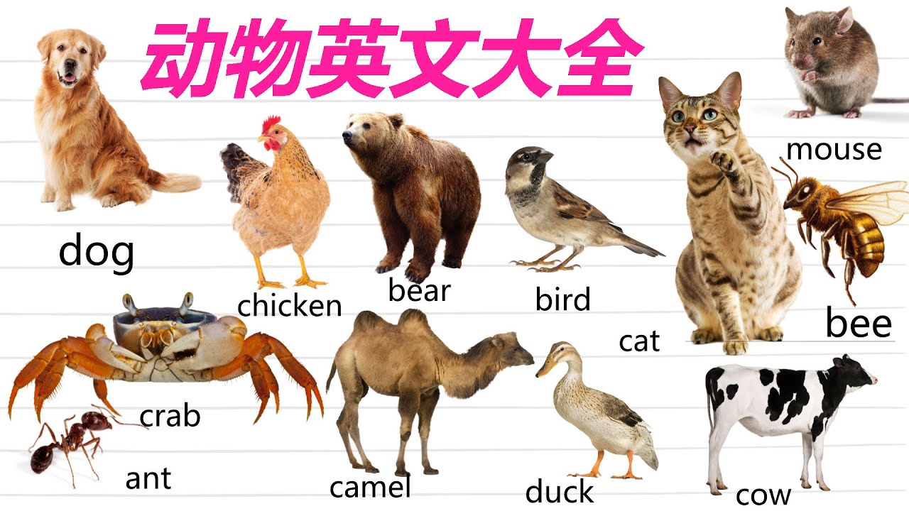 动物英文 - 英文单词学习 - 动物英文大全 - engstudy123